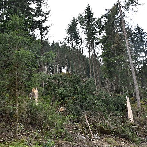 Umgefallene Bäume im Wald nach einem Sturm 