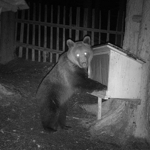 Archivbild eines Bären, der im vergangenen Jahr von einer Wildkamera im Gemeindegebiet Serfaus fotografiert wurde.