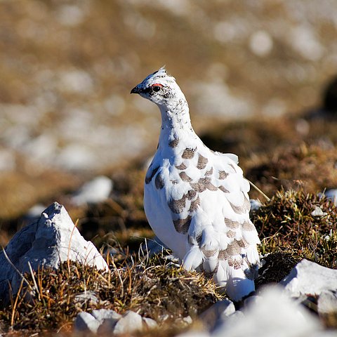 Weiß-braun geflecktes Huhn in ausapernder Landschaft