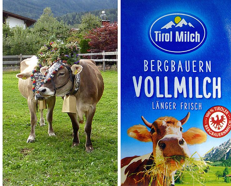 Bildcollage: zwei Kühe vom Almabtrieb (links); Verpackung der Tirol-Vollmilch (rechts).