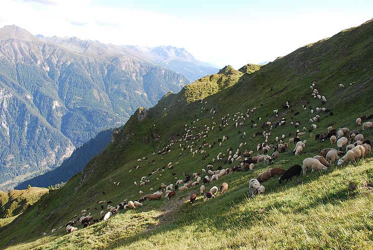 Schafherde in alpiner Landschaft (Spisser Schafberg-Alm)