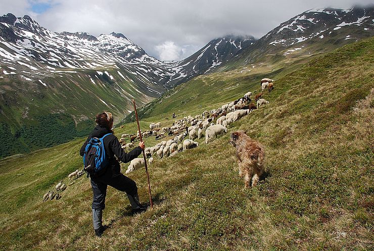 Die Verwall Alm am Arlberg ist einer der größten Almen Tirols. Über 1.000 Stück Vieh, darunter 450 Schafe, beweiden das weitläufige Gebiet. 
