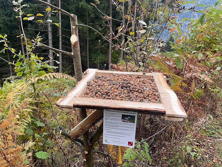 Tisch im Wald mit Eicheln darauf