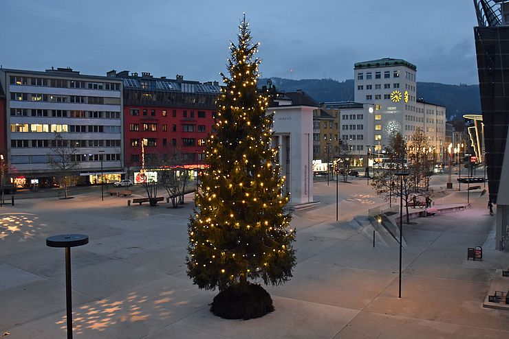 Eine Kitzbüheler Fichte wird in den kommenden Wochen am Eduard-Wallnöfer-Platz für weihnachtlichen Glanz sorgen.