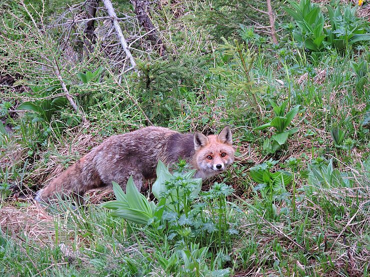 ein Fuchs durchstreift den grünen Waldboden