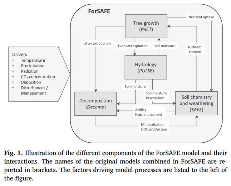 Prozessbasierte dynamische Waldökosystem-Modellierung mit dem ForSAFE Modell