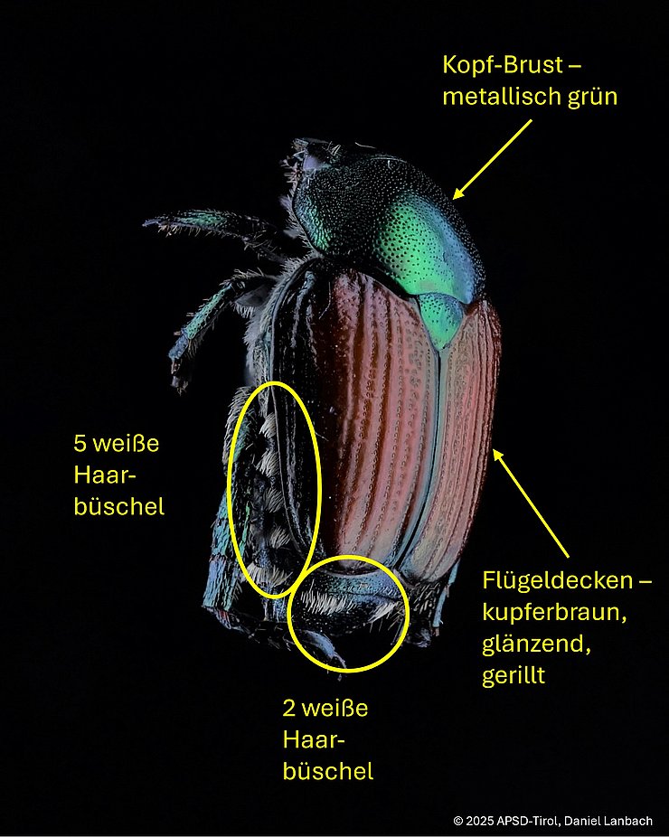 © Land Tirol/Daniel Lanbach Erkennungsmerkmale des Japankäfers - Kopf und Brust metallisch grün, glänzende kupferfarbene gerillte Flügeldecken, weiße Haarbüschel am Hinterleib