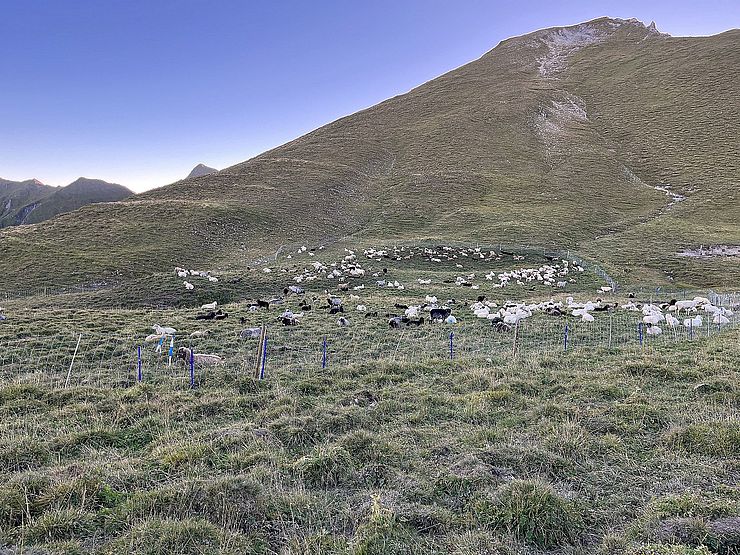 450 Schafe von 20 verschiedenen AuftreiberInnen beweiden die Lader Heuberg Alm. 