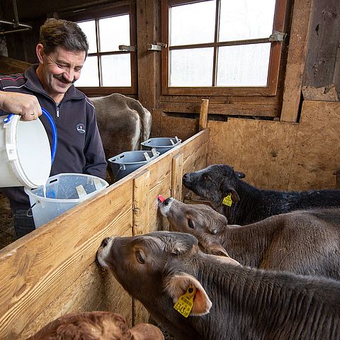Mann in Kuhstall; leert Milch in Eimer; Kälber trinken Milch