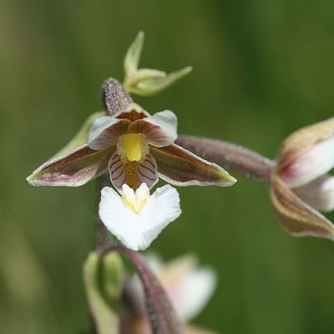 Sumpfstendelwurz, heimische Orchidee