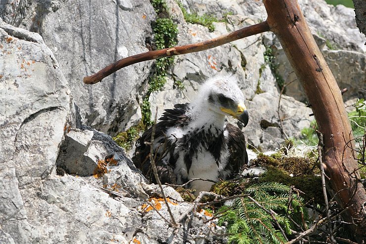 Steinadler Nestling