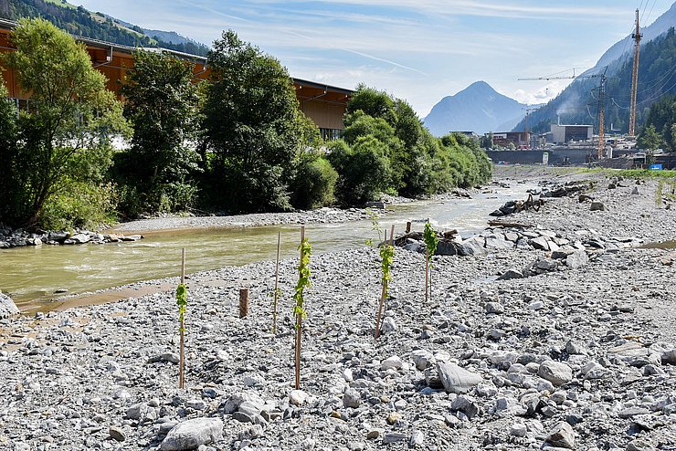 Neben dem Fluss wurden einige Bepflanzungen im Schotterkörper gemacht.