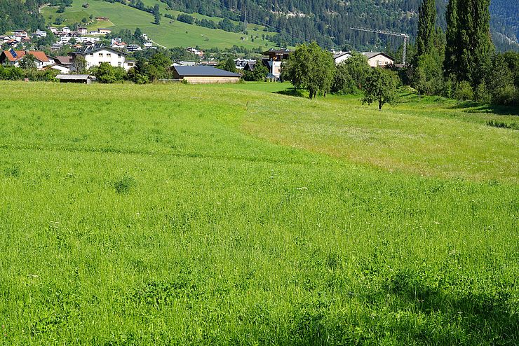 grüne Wiese - dahinter Häuser