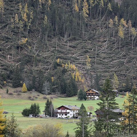 In Folge des Föhnsturms wurden in Tirol in Summe 1.300 Hektar Wald schwer geschädigt. Die Schäden belaufen sich landesweit auf 27 Millionen Euro.