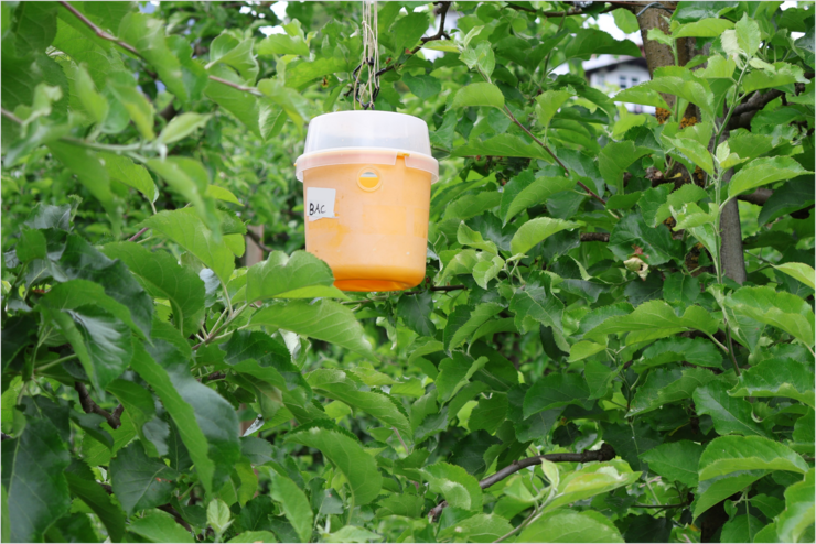 Lockstofffalle - Monitoring Bactrocera sp.