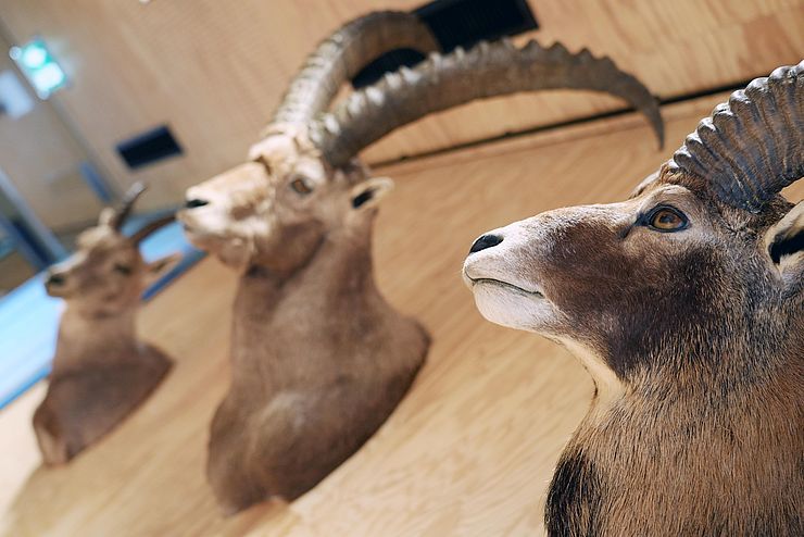 Steinbock- und Gamstrophäen hängen an einer Holzwand.