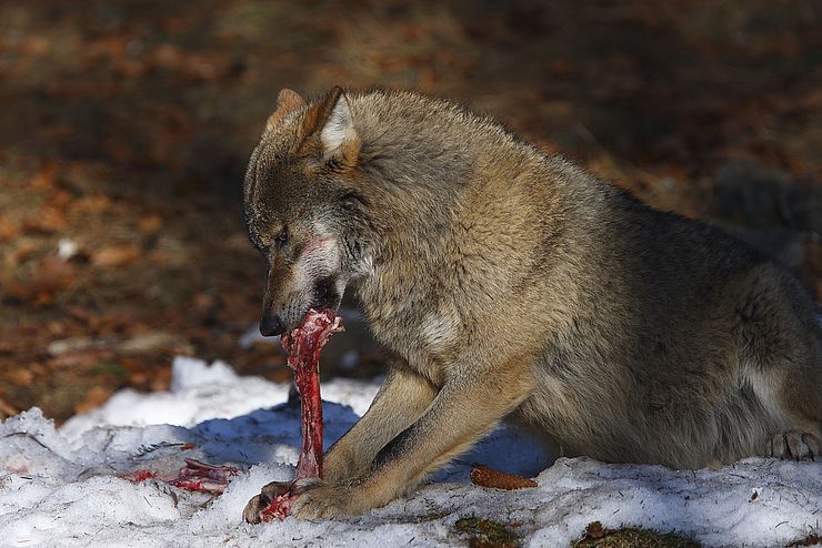 Wolf frisst an Knochen