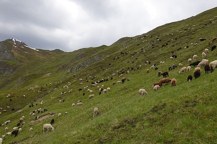 700 Schafe weiden auf 365 Hektar Almfläche auf der Spisser Schafberg Alm. 