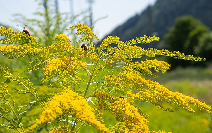 Pflanze mit gelben Rispenblüten