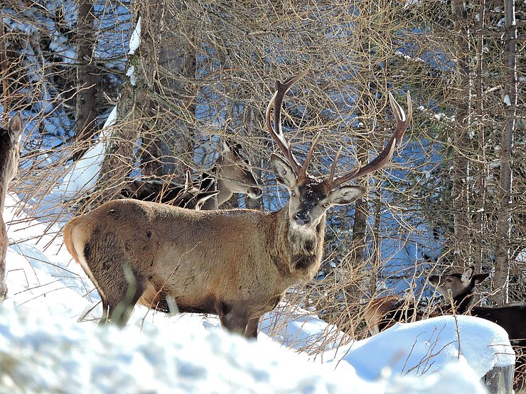 ein stattlicher Hirsch im Winterwald