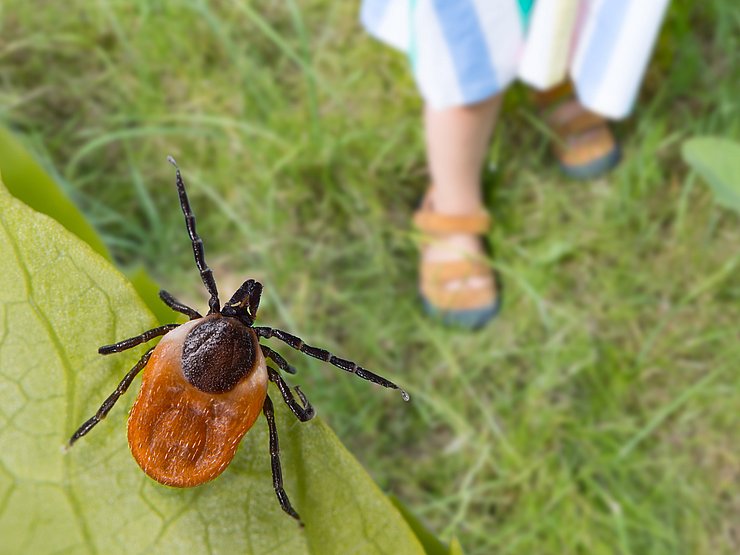 © Shutterstock Nahaufnahme einer Zecke auf einem Blatt.