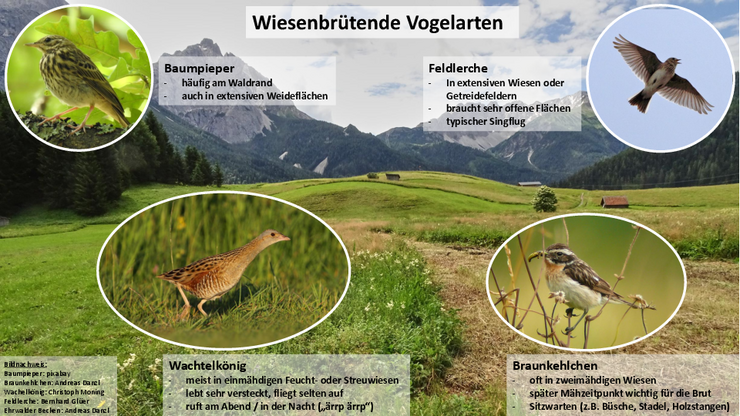 © Land Tirol/Andreas Danzl Wiesenbrütende Vogelarten