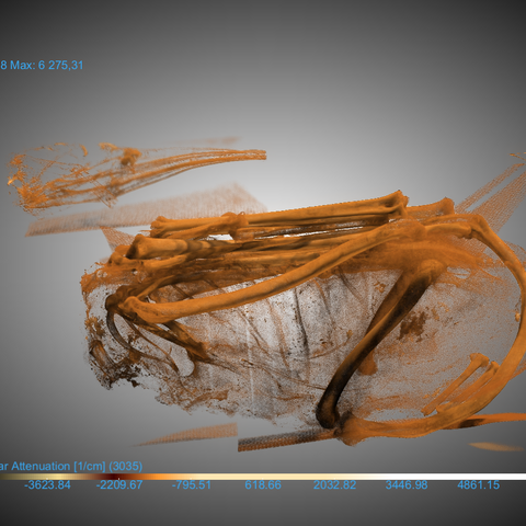 3D-Modell der Gletschermumie