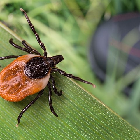 � Lurking,Deer,Tick,And,Foot,In,Hiking,Boot,On,Green Im Herbst: Weiterhin Zeckenrisiko