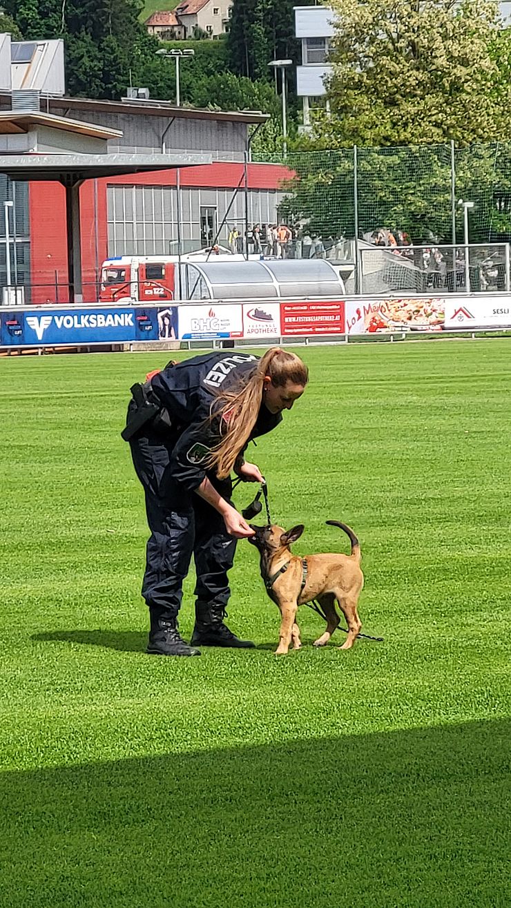 Vorführung der Hundestaffel der Polizei - Die jüngsten Polizeihunde