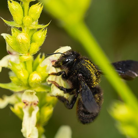 � Jaco Visser Forschungsprojekt zu Wildbienen im Naturpark Kaunergrat