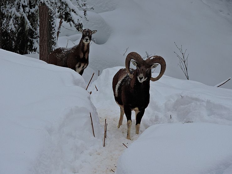 1 Muffelschaf und 1 Muffelwidder im tief verschneiten Winterwald