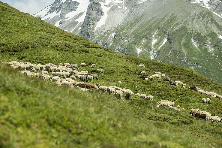 Bis hinauf in hochalpine Lagen weiden in Tirol Schafe. Wo, wie und ob Herdenschutz überhaupt möglich ist, sollen Erfahrungen aus anderen Ländern und Pilotprojekte klären.