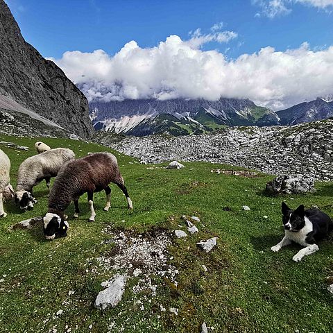 AlmbewirtschaferInnen bietet das Land Tirol auch Begehungen mit ExpertInnen für eine Ersteinschätzung zur Machbarkeit von Herdenschutzmaßnahmen. 