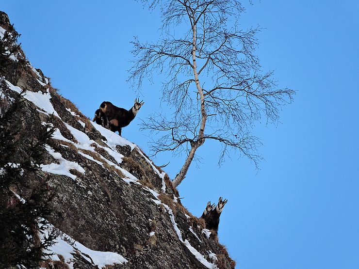 3 Gämsen stehen auf einem sehr steilen und verschneiten Felsstück und schauen vorsichtig in Richtung des Fotografen