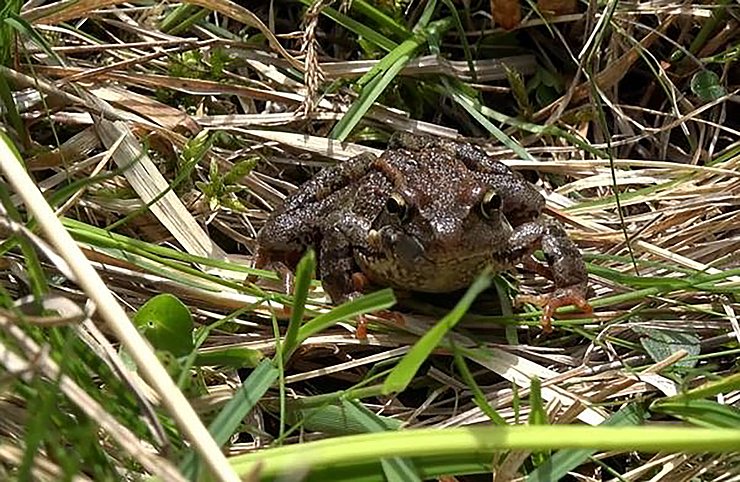 Eine Kröte sitzt im Gras.