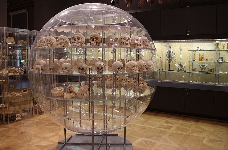 Vitrine mit menschlichen Schädeln im "Anatomischen Museum" in Innsbruck.