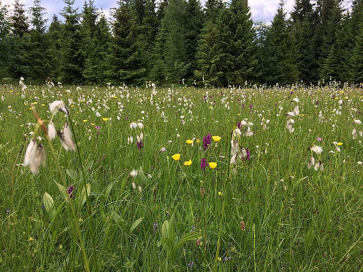 Eine grüne Wiese mit vielen Blumen und Bäumen im Hintergrund.