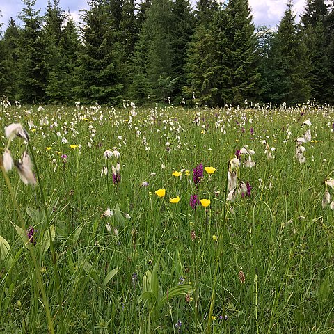 Eine grüne Wiese mit vielen Blumen und Bäumen im Hintergrund.